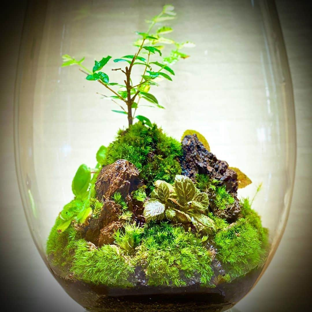 Mosslight-LEDさんのインスタグラム写真 - (Mosslight-LEDInstagram)「#mosslight#モスライト#苔#コケ#mossy#mossa#moss#terrarium #テラリウム#indoorgreen#plants#コケテラリウム#苔テラリウム#mossterrarium#mossarium#paludarium#インドアグリーン#mossdesign」8月25日 8時37分 - mosslight1955