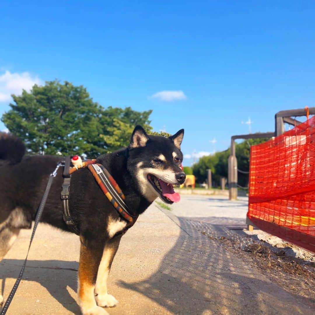 小川博永さんのインスタグラム写真 - (小川博永Instagram)「今日はまた暑い。バッテリー交換のおかげで充電の持ちが良い。  #今朝まる #ししまる #dog #dogs #柴犬 #黒柴」8月25日 9時37分 - ogawahironaga