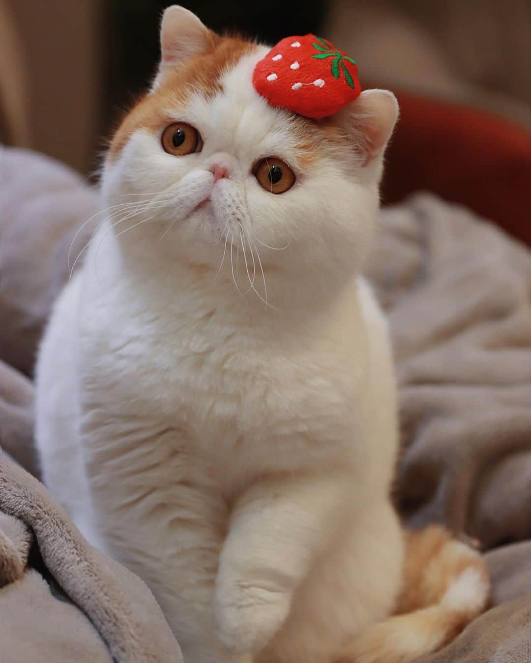 snoopyのインスタグラム