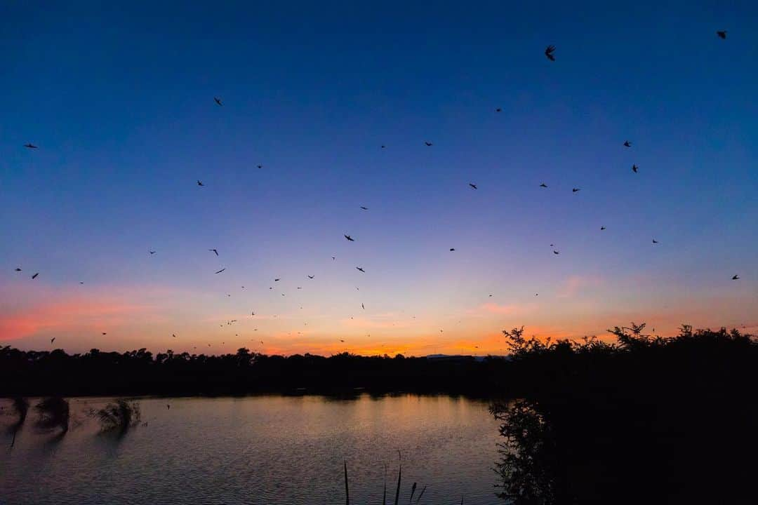 滋賀県長浜市さんのインスタグラム写真 - (滋賀県長浜市Instagram)「夕方、ねぐらに帰るツバメたち☺️ 長浜・米原あたりのツバメがみーんな集まってくるので、圧巻の光景ですよ！👀✨ 10分間くらいの短い間ですが、すごい見応えです😆 すでに南への渡りが始まっているようですが、9月中旬頃まで見られますのでぜひ！☺️ ・ location 早崎町 date 2020.8.20 ・ #長浜ちょぴっく #みんなのちょぴっく #しがトコ #滋賀写真部 #長浜 #japan #sunset #夕景 #絶景 #ツバメ #nature #wildbird #野鳥 #自然 #ねぐら #圧巻 #季節の風景 #swallows #早すぎ」8月25日 10時23分 - nagahama_city