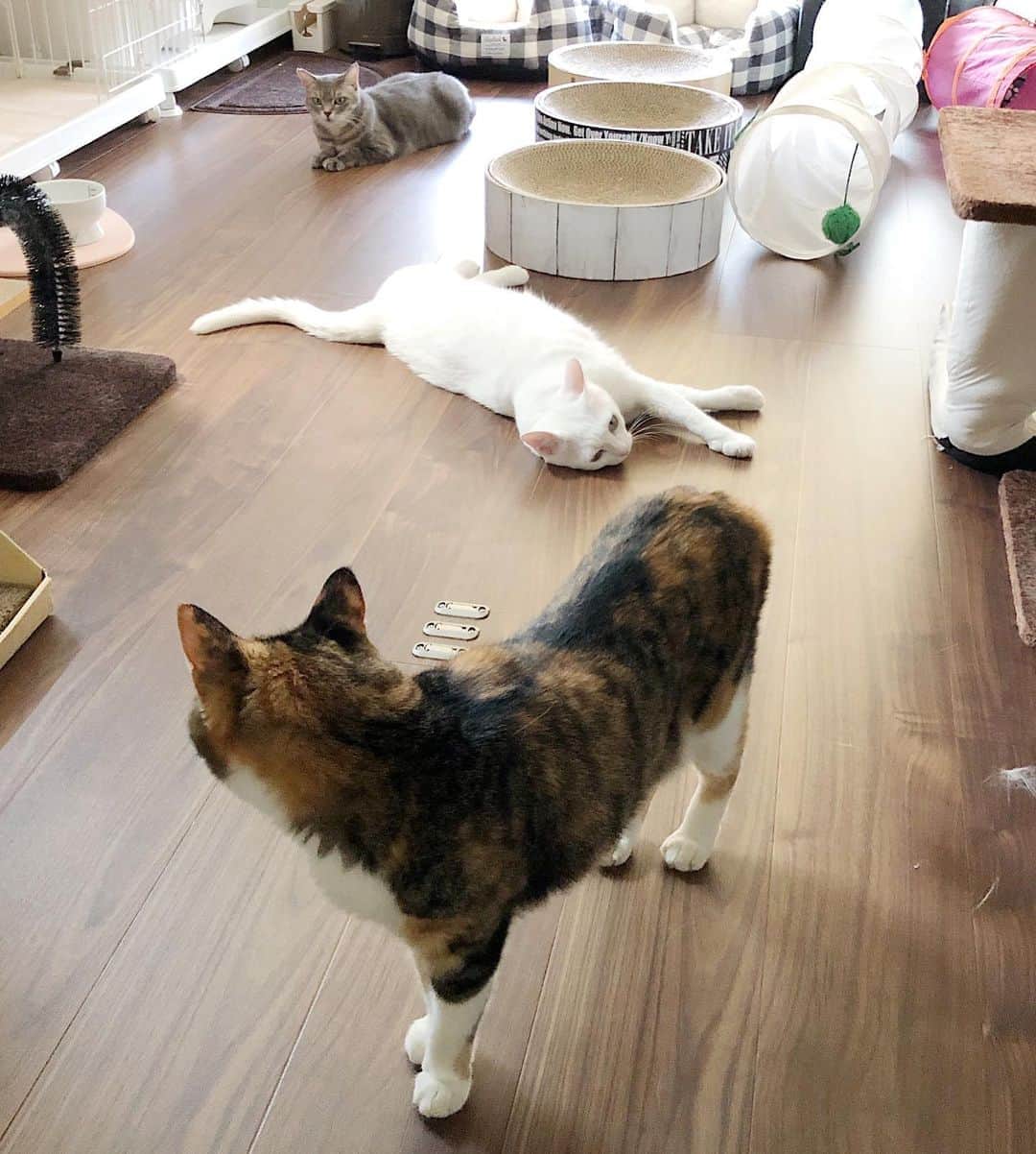 marikill66さんのインスタグラム写真 - (marikill66Instagram)「✼ 久々スリーショット😸😽😼 だいぶ離れてるけどw * 撮ってるのにダラダラしすぎにゃよ❣️ 紅茶が妹たちに注意しに行きました😂 * * #ストーリーにも載せたけど こちらにも❤️ #25祭 #にゃんこ祭 #ねこは人を笑顔にする #シマホレスキュー #メイクにゃーと #ペットの毛がらみ問題 吸っても吸ってもお毛毛が… * #catsofinstagram #instacat_meows #IGersJP #rakutenpet #nyancon01 #mmts_nekotomo #無敵の親バカ同盟 #関西ねこ部 #ふわもこ部 #ペコねこ部 #ペトこと猫部 #peppyフォト部 #スタペグラム #ねこのきもち #サンデイ #sippoストーリー #ペトラフ #今日のうちの子 #我が家のキャティーマン * #fukukohakushincha #marikill66_0825」8月25日 21時20分 - marikill66