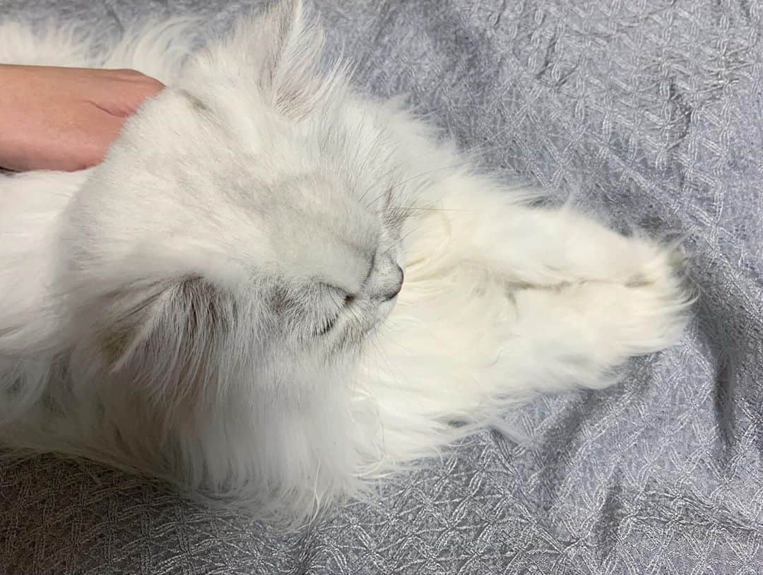 후추네큰언니のインスタグラム：「귀여워 😭💕 . . . . . #후추  #고양이  #냥스타그램 #캣스타그램  #Hoochu #Hoochuthecat #cat #cats #catstagram #catsofinstagram #topcatphoto #bestmeow #ilovecat #cute #fluffy #petstagram #instacats」