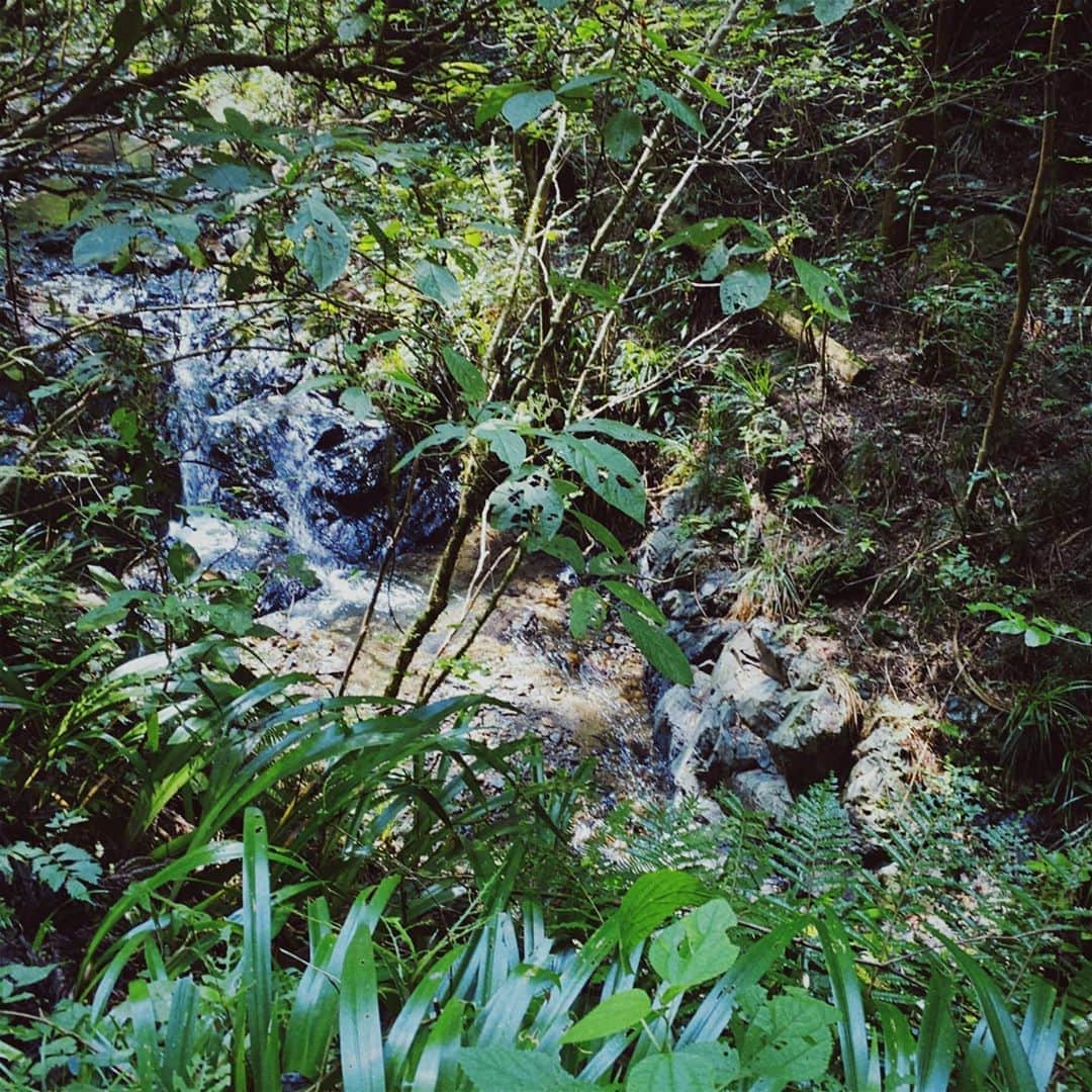 鳥越裕貴さんのインスタグラム写真 - (鳥越裕貴Instagram)「🍃 #自然 #森林浴 #沢 #最高よな #高尾山」8月25日 20時07分 - yuki_torigoe.cleftchin