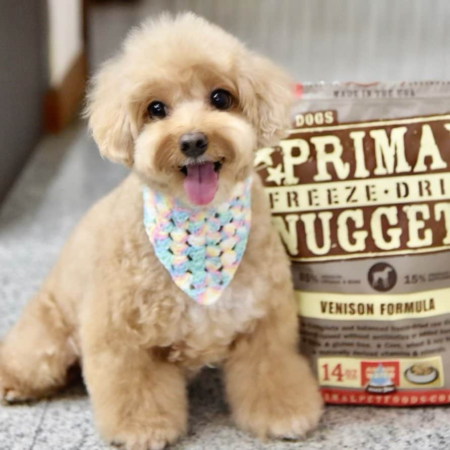 Truffle??松露?トリュフさんのインスタグラム写真 - (Truffle??松露?トリュフInstagram)「📆(25Aug20) Happy  🌱😁🌱😘 mummy is going to serve my fav #primalpetfoods now😋 yum yum 💦 I ‘ m drooling ☺️#b2kpet #trufflenb2k」8月25日 20時03分 - trufflethetrouble