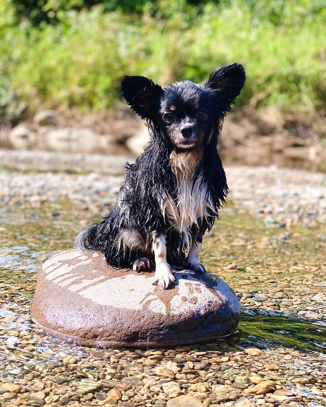 LISAさんのインスタグラム写真 - (LISAInstagram)「﻿ ﻿ おちゅん🐶初めての川遊び💕﻿ ﻿ 足が届く浅瀬でしか遊んでなかったけど、﻿ 最初はビビりながらも﻿ 最終的には1人で水入って遊ぶし﻿ 自ら顔も水につけるし﻿ 上手に犬掻きして泳ぐこともできた😂❤️﻿ ﻿ たくさんはしゃいで疲れてるのに﻿ 帰ってからはシャンプーされ﻿ その後はぐっすり寝てました😴😴﻿ ﻿ おかぁちゃんは終始感動だったよ🥺🥺💕﻿ また行こーね🥰﻿ ﻿ #river #riverdog #mydog #mydoggy #dog #doggylife #mybabydog #loveyou❤️ #愛犬 #愛犬との時間 #愛犬との暮らし #川遊び #犬かき #川 #デビュー #ちわぱぴ #ぱぴちわ #犬 #犬なしでは生きていけません会 #大好き❤️」8月25日 20時20分 - liy__94