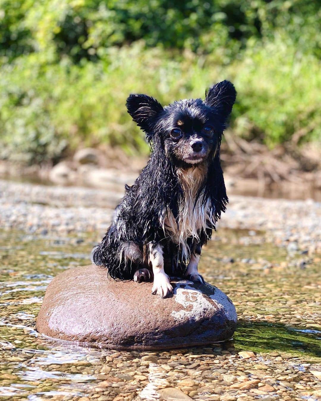 LISAさんのインスタグラム写真 - (LISAInstagram)「﻿ ﻿ おちゅん🐶初めての川遊び💕﻿ ﻿ 足が届く浅瀬でしか遊んでなかったけど、﻿ 最初はビビりながらも﻿ 最終的には1人で水入って遊ぶし﻿ 自ら顔も水につけるし﻿ 上手に犬掻きして泳ぐこともできた😂❤️﻿ ﻿ たくさんはしゃいで疲れてるのに﻿ 帰ってからはシャンプーされ﻿ その後はぐっすり寝てました😴😴﻿ ﻿ おかぁちゃんは終始感動だったよ🥺🥺💕﻿ また行こーね🥰﻿ ﻿ #river #riverdog #mydog #mydoggy #dog #doggylife #mybabydog #loveyou❤️ #愛犬 #愛犬との時間 #愛犬との暮らし #川遊び #犬かき #川 #デビュー #ちわぱぴ #ぱぴちわ #犬 #犬なしでは生きていけません会 #大好き❤️」8月25日 20時20分 - liy__94