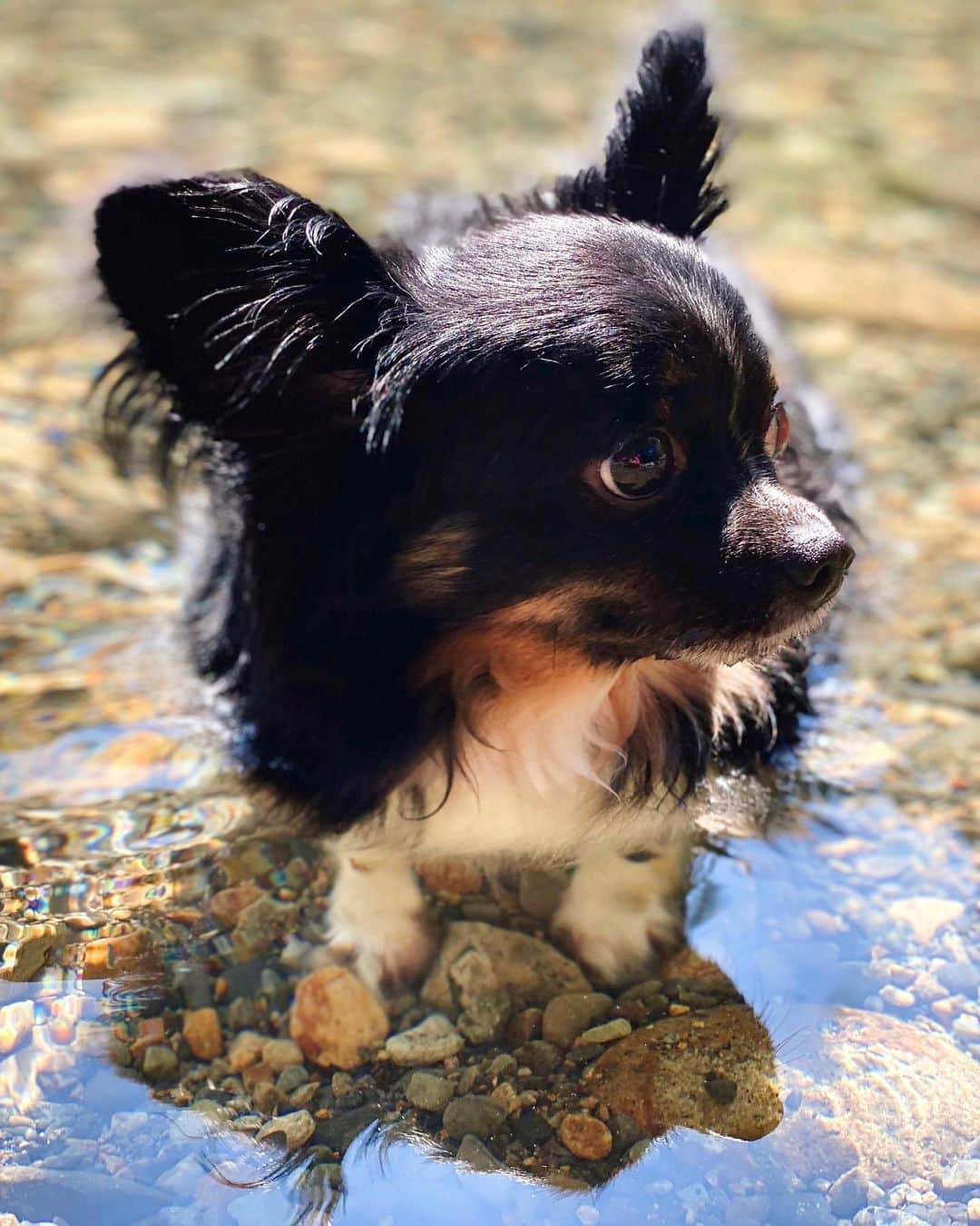 LISAのインスタグラム：「﻿ ﻿ おちゅん🐶初めての川遊び💕﻿ ﻿ 足が届く浅瀬でしか遊んでなかったけど、﻿ 最初はビビりながらも﻿ 最終的には1人で水入って遊ぶし﻿ 自ら顔も水につけるし﻿ 上手に犬掻きして泳ぐこともできた😂❤️﻿ ﻿ たくさんはしゃいで疲れてるのに﻿ 帰ってからはシャンプーされ﻿ その後はぐっすり寝てました😴😴﻿ ﻿ おかぁちゃんは終始感動だったよ🥺🥺💕﻿ また行こーね🥰﻿ ﻿ #river #riverdog #mydog #mydoggy #dog #doggylife #mybabydog #loveyou❤️ #愛犬 #愛犬との時間 #愛犬との暮らし #川遊び #犬かき #川 #デビュー #ちわぱぴ #ぱぴちわ #犬 #犬なしでは生きていけません会 #大好き❤️」
