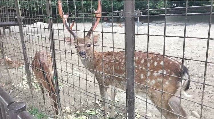 白葉まりさんのインスタグラム写真 - (白葉まりInstagram)「スポブラがお気に入り🤭☆ 鹿さんかわいい🦌😂 . YouTubeでは蚊に刺されて揺らしながら逃げてます😂(ekaのパーカー羽織ってたよ😁) . . . . . . #スポーツブラ #ヨガウェア #スポーツコーデ #自然 #グラビアアイドル #グラドル #Fカップ #YouTube #YouTuber #goodevening」8月25日 20時50分 - shirahamari