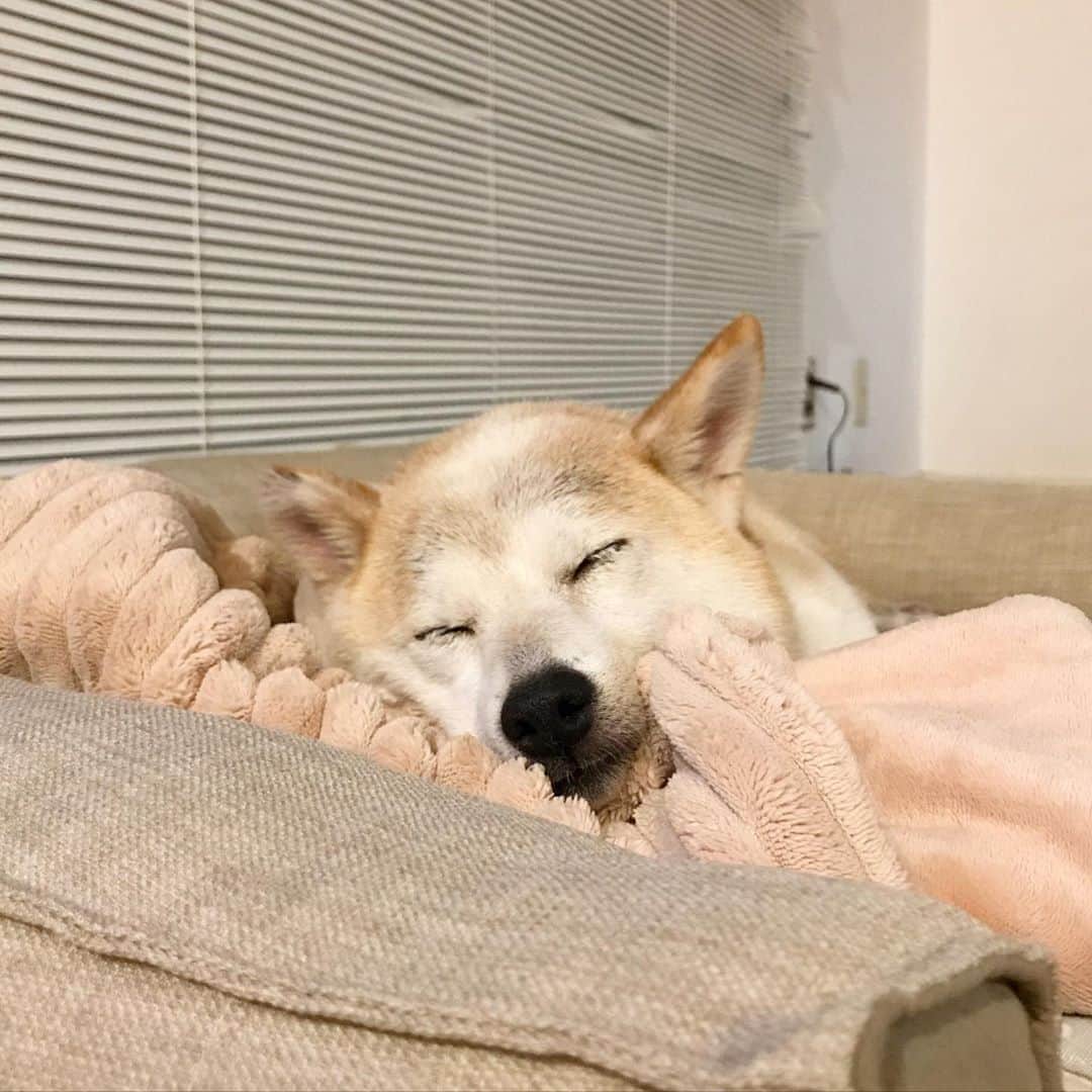柴犬リリコのインスタグラム：「可愛い寝顔😴だなぁ💕💕 ※ 夏休み中日課になりつつあるKちゃまの虫捕り  #蝶使い #蝉使い #蟲使い #母さんは虫嫌い」
