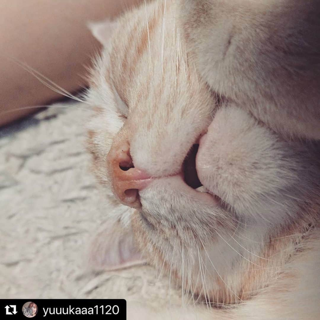 ねこさんのインスタグラム写真 - (ねこInstagram)「【#ねこは人を笑顔にする】❣️ スヤァァアッ…お鼻ツンツンしたい👈💓 @yuuukaaa1120 さん、ありがとう🦼🌬 #Repost @yuuukaaa1120 with @make_repost ・・・ . 気持ちよさそうに寝ておられます🤭💕  完璧な女子より、たまにちょっとだけ抜けてるところが見え隠れする女子の方が、モテたりするよね😁✨✨  ギャップ萌えってやつ？😽  そうそう！それ！😆✨✨✨笑  ___________________________________  #アメショー  #アメリカンショートヘア  #アメショークリームタビー  #猫好きさんと繋がりたい  #ペコねこ部  #ねこのきもち  #peppyフォト部  #猫ねこ部にゃんすたぐらまーに参加  #nyancon01  #ねこは人を笑顔にする  #sippo #sippoストーリー  #ねこちゃんホンポ  #にゃんこ #ニャンコ  #にゃんず #ニャンズ  #うに #うにちゃん  #うに子 #うにちゃま  #ギャップ萌え  #完全無防備  #いつもは美人」8月25日 12時28分 - neko_magazine