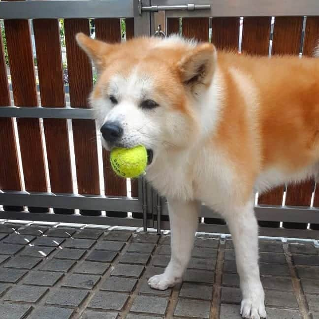 INA. CH KAITO VON JAH SUEDEのインスタグラム：「It takes 5 minutes to break a new ball  Gimme the new one please 🥎🥎  . . . . . . . . . . . . #akita#akitafeatures#akita_feature#japaneseakita#dog_features#Hatchiko#love#animal#petoftheday#akitaofinstagram#pet#animal#秋田犬#犬#秋田#日本の秋田#日本犬 #大型犬 #日本語 #子犬 #可愛い #doglover#ワンコ大好き倶楽部公式 #photooftheday#akitagram#instapet#dogstagram#dog#puppy#INSTAKITA」