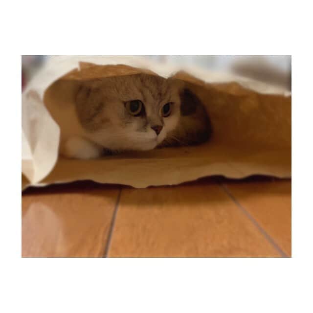 金澤朋子さんのインスタグラム写真 - (金澤朋子Instagram)「. . 袋を見つけるとすぐ中に入りたがるすい。🐾 . #愛猫 #すいちゃん #かわいい #癒し  #にゃんすたぐらむ #スコティッシュフォールド  #juicejuice #金澤朋子  . 家族もみんなすいに協力体制なので、丁度良い袋をGETすると入りやすいよう床に置きます😂」8月25日 12時49分 - tomoko_kanazawa.official