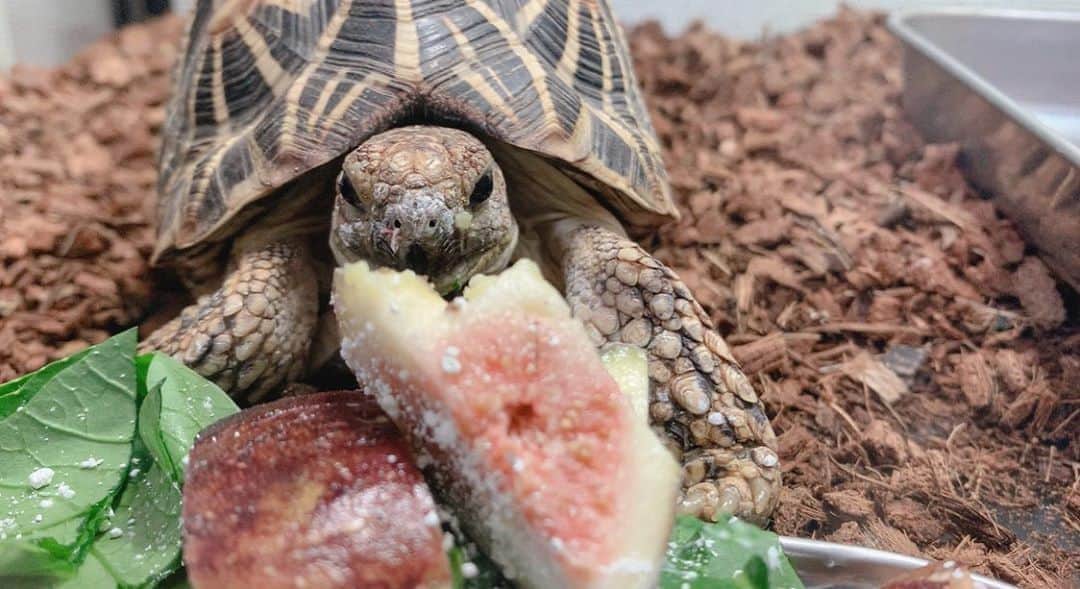 のインスタグラム：「ほしのじょうさん、初いちじく🐢✴︎  #ホシガメ #インドホシガメ #リクガメ #爬虫類　#indianstarredtortoise #Geocheloneelegans #tortoiselover」