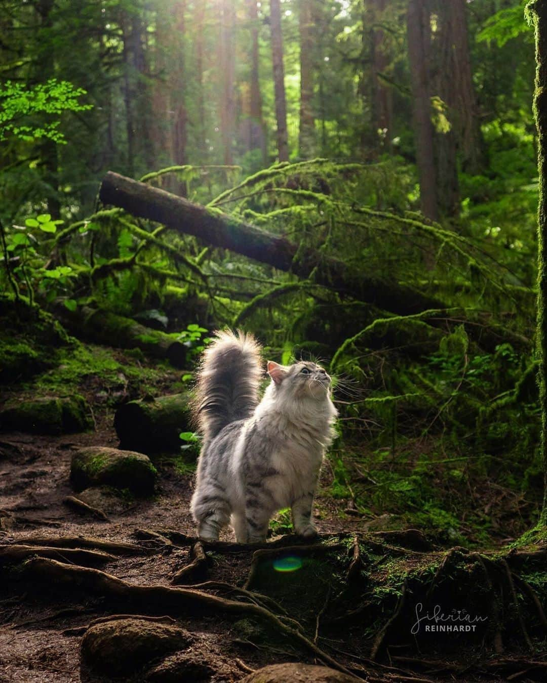 Aww Clubさんのインスタグラム写真 - (Aww ClubInstagram)「✨ Be a light in the darkness and shine on!⠀ ⠀ 📷@siberian_reinhardt⠀ ⠀ #meowed #siberianreinhardt #siberian #adventurecat #gato」8月25日 14時00分 - meowed