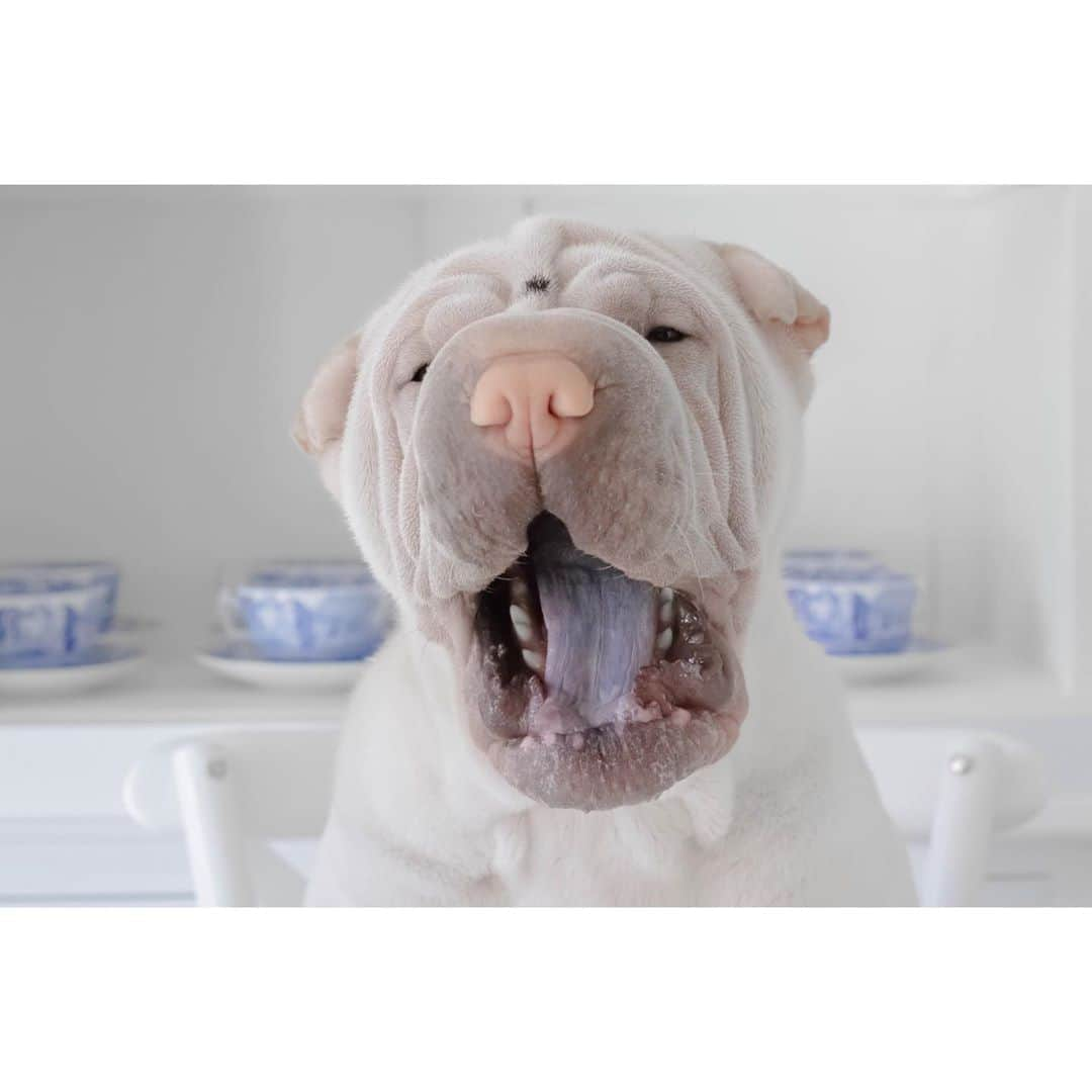 annie&pADdinGtoNさんのインスタグラム写真 - (annie&pADdinGtoNInstagram)「The very hungry hippo #dinnerislate #whattimedoyoucallthis #foodies #feedme #lambington #sharpei #sharpeisofinstagram #sharpeilove #wrinkles #instagood #weeklyfluff #love #cutepets #hungryhippo #dog #dogs #dogsofinstagram #dogsofinsta #doglife #iloveyoutothemoonandback」8月25日 15時03分 - anniepaddington