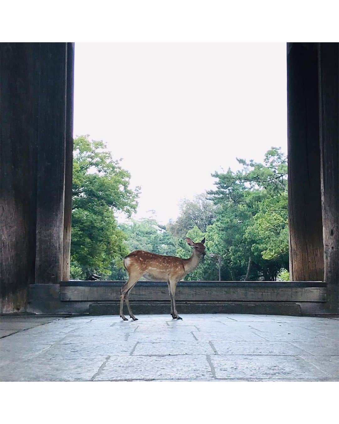 白鳥羽純さんのインスタグラム写真 - (白鳥羽純Instagram)「東大寺〜  キングダム感！笑  時間がゆっっっくり流れてました  鹿のみなさんも門の陰で涼んでおられます  #東大寺 #キングダム感はんぱない #平城京 #唐の長安がモデル #奈良の大仏 #Todaiji #Todaijitemple #Daibutsu #Nara #Kingdom #rediscoverjapan」8月25日 15時51分 - hasuminst