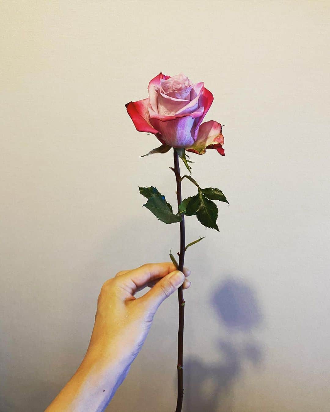 穂川果音さんのインスタグラム写真 - (穂川果音Instagram)「お花💐  バラは、カラーによって花言葉が違うんだって！ この色は、尊敬って意味らしい✨ へーーーー🤔 そんなわけで、アベプラ始まってますよ！観てね😊  　#花が好き　#花言葉　#バラ」8月25日 21時29分 - hokawakanonn