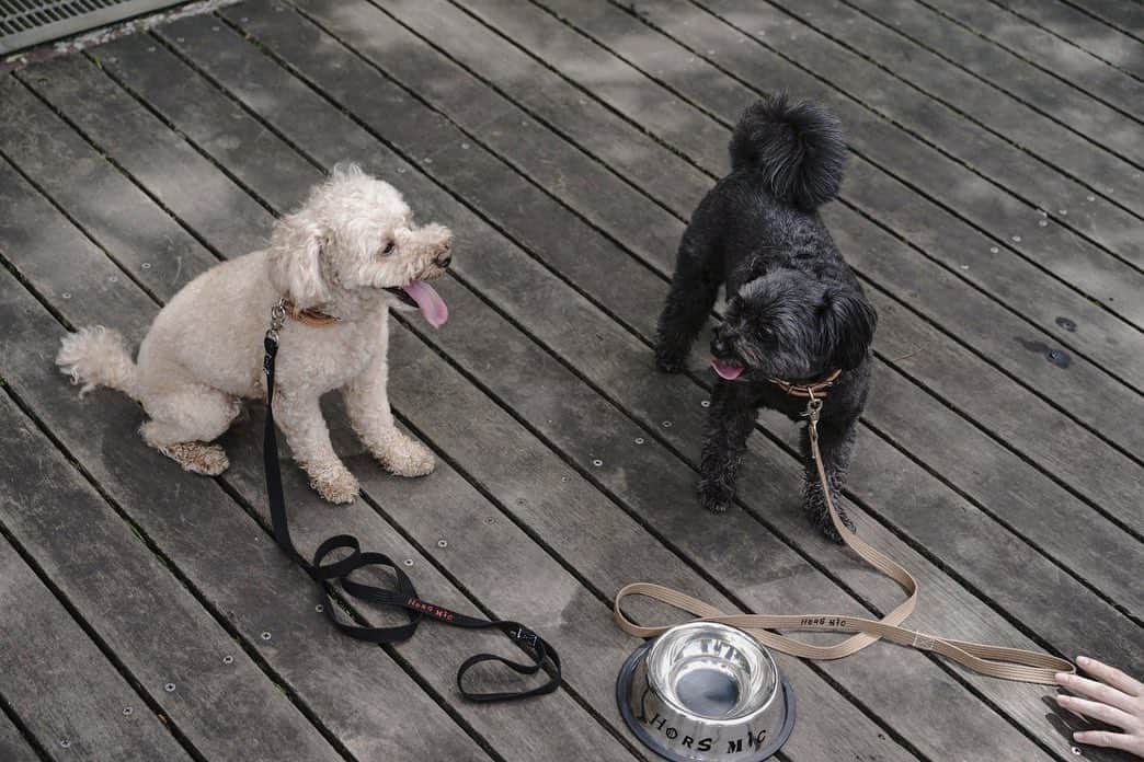 山内あいなさんのインスタグラム写真 - (山内あいなInstagram)「ぷぅがなんと、、 モデルデビュー🐶🌈🐶🌈  ひなが活動しているHORS MIC @hors_mic のペットグッズ予約開始したよーー🐶💕🔥  こめことぷぅのカップルコーデが可愛すぎて🥺♡ リードはあえて色を変えてお揃い感👫♡♡  Tシャツはすぐ届くみたい❣️ フードボウルもおしゃれでこういうの欲しかった😭  売り上げの一部は保護猫団体に寄付されるのでよろしくお願いします☺️✨✨  photo by @kamiiisaka 👏🏻✨✨✨  #hormic #保護猫 #保護猫活動 #トイプードル #犬 #犬のいる暮らし  #犬のいる生活  #dog  #dogstagram」8月25日 16時08分 - ainayamauchi3131