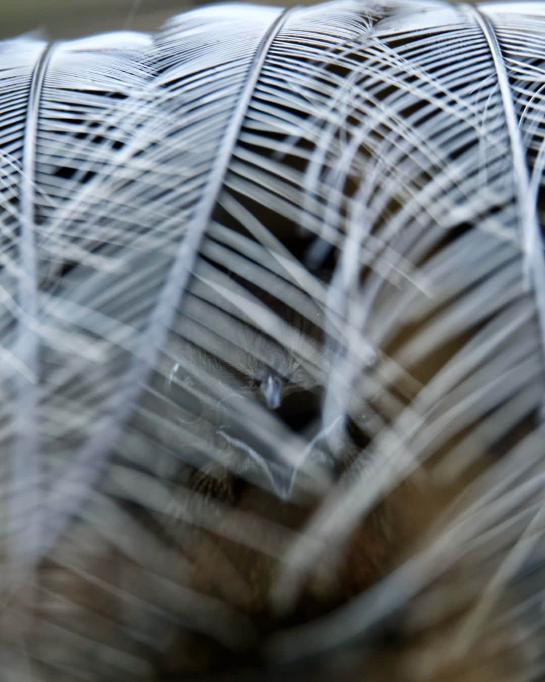 タロンガ動物園さんのインスタグラム写真 - (タロンガ動物園Instagram)「Now you see me..now you don't!  Thank you @matthew.holm_photography for capturing the incredible moment our lyrebird started to perform!  #forthewild」8月25日 17時00分 - tarongazoo