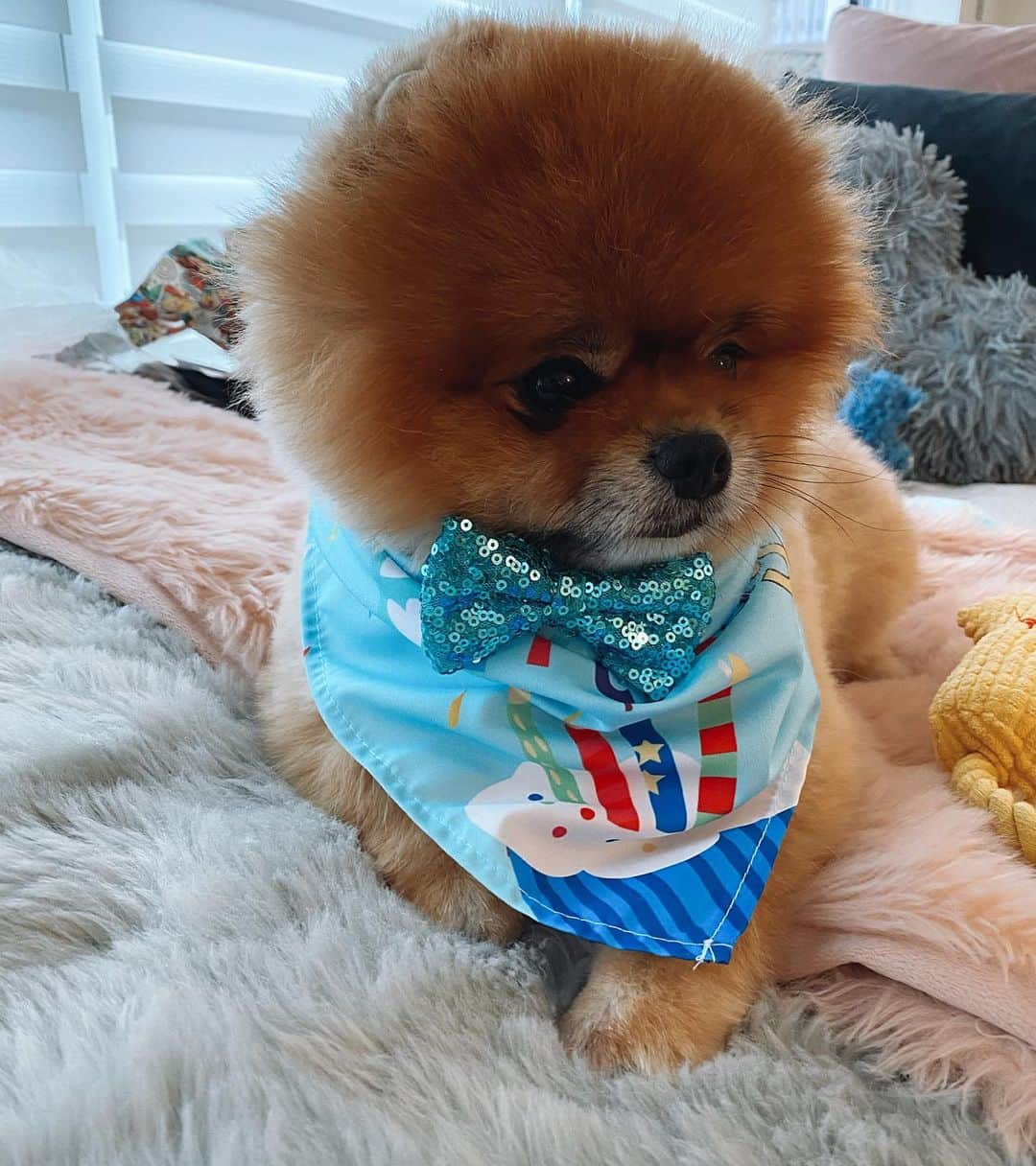 ジョージア・コウソウロウのインスタグラム：「How is my baby 4!!! 😫 happy birthday to my @monkey.the.pom oh i love him so much ❤️❤️❤️❤️」