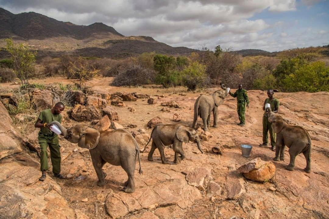 National Geographic Travelさんのインスタグラム写真 - (National Geographic TravelInstagram)「Photo by @amivitale  Keepers at Reteti Elephant Sanctuary in northern Kenya feed orphaned baby elephants during their daily nature walk. The elephants here spend all day, every day in the wild so that when the time comes for them to return, they will be prepared. Reteti has successfully reintroduced six elephants into the wild, where they are thriving. It is a testament to the hard work of their keepers. Reteti is the first ever community-owned elephant sanctuary in Africa. What’s happening at Reteti is nothing less than the beginnings of a transformation, not only in the way humans relate to wild animals but also how we relate to one another. This oasis where orphans grow up, learning to be wild so that one day they can rejoin their herds, is a story as much about the elephants as it is about all of humanity. Follow @amivitale and @r.e.s.c.u.e to learn more about how to get involved. @conservationorg @kenyawildlifeservice @sandiegozoo @tusk_org @thephotosociety #protectelephants #elephants #stoppoaching #kenya #worthmorealive」8月25日 17時08分 - natgeotravel