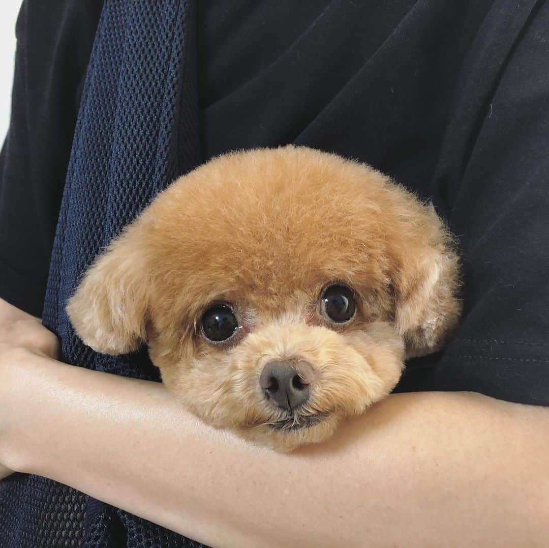 ふわのインスタグラム：「#toypoodle#toypoodlegram#dogsofinstagram#doglover#doglife#instadog#dog#fuwamama#ふわ#ふわもこのふわ#トイプードル#ふわもこ部#犬バカ部#親バカ部#いぬすたぐらむ#犬のいる暮らし#トリミング#トリミング帰り」