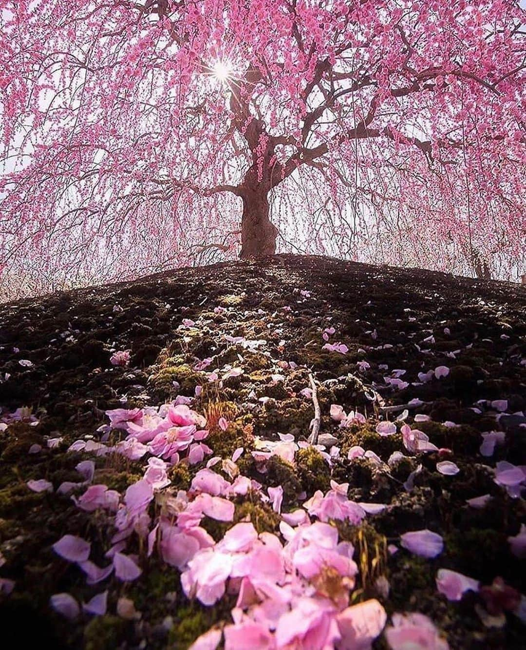 Canon Photographyさんのインスタグラム写真 - (Canon PhotographyInstagram)「A stunning series from Japan 🇯🇵 Photography // @planetx44 Curated by @steffeneisenacher  #mountfuji #japan #cherryblossom #cpfeatureme #lenticularclouds」8月25日 17時17分 - cpcollectives