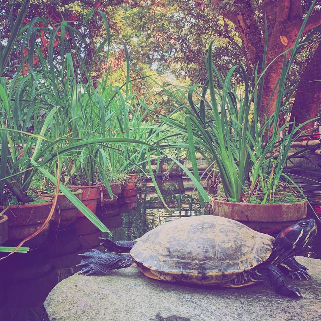 マシュー・チョジックのインスタグラム：「🐢 🚲 #葛原岡神社 #自転車の旅 #Kuzuharaokashrine #bicycletrip  #Kanagawa #Japan #神奈川 #日本 #自転車 #turtle #鴨」