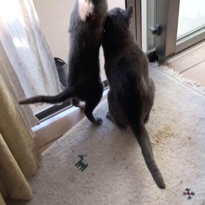 のインスタグラム：「長いけど最後までご覧あれ 今朝の2人とセミ . The last part is the cutest.😍🤣  #catvideo #猫動画   .  #cat #russianblue #猫 #ねこ #ロシアンブルー #chat  #gato #greycat  #greeneyes #emeraldeyes #ふわもこ部 #にゃんすたぐらむ  #みんねこ  #INSTACAT_MEOWS #catstocker #meowsandwoofs #excellent_cats #meowvswoof #catsofworld #TopCatPhoto  #cutepetclub #IgAnimal_Snaps #cat_features #bestmeow #petoftoday」