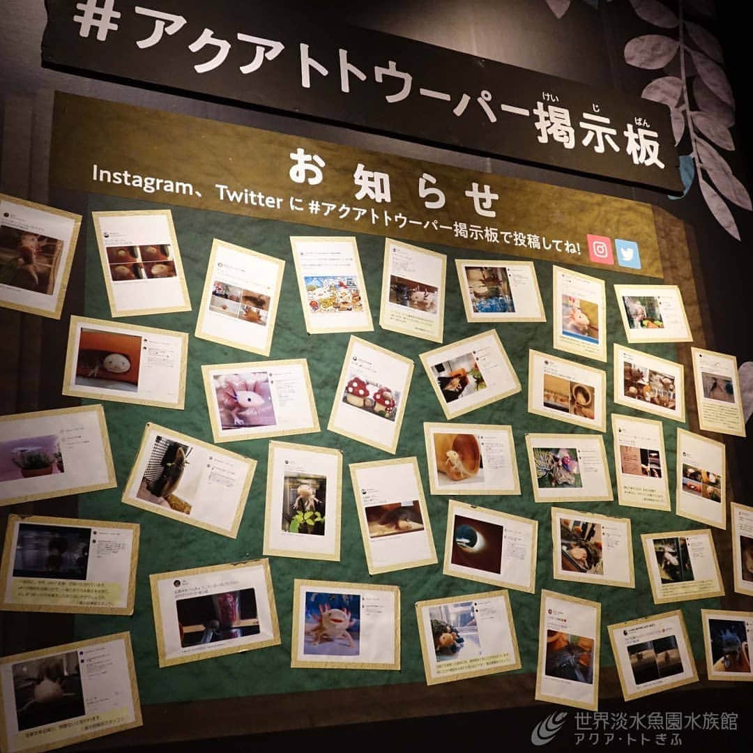世界淡水魚園水族館 アクア・トト ぎふのインスタグラム：「#アクアトトウーパー掲示板　新たな投稿を掲出させていただきました！ ウーパー好きの皆さま、ありがとうございます。ご質問もいただきましたので、一部を紹介いたします。  引き続き皆さまのご投稿、お待ちしています！ 投稿について詳しくはHPをご覧ください。  #アクアトト #アクアトトぎふ #アクアトト岐阜 #水族館#aquarium#ウーパールーパー」