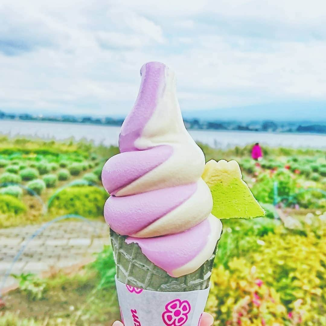 楽天トラベル さんのインスタグラム写真 - (楽天トラベル Instagram)「こんにちは😊 みなさんは旅先で必ず食べるものってありますか❓ 今日はご当地ならではの可愛いソフトクリームをご紹介します🍦 ーーーーーーーーーーーーーー #青い池売店 #青い池ソフトクリーム 北海道美瑛町にある青い池をイメージしたラムネ味のソフトクリーム。キタキツネのクッキーが可愛い💕  #ファーム富田 #ラベンダーソフトクリーム ラベンダーエキス入りソフトはさっぱりしているので暑い日にぴったり✨  #河口湖自然生活館 #ブルーベリーとバニラのミックスソフト 河口湖越しの富士山を眺めながらいただく富士山型のクッキーがついたソフト🗻 ーーーーーーーーーーーーーー Special Thanks💓 📸Photo by @melty4433  📌ご旅行やおでかけの際は、事前にお住まいの地域や旅行先の情報を確認しご計画をお願いいたします ーーーーーーーーーーーーーー 旅先で出会った美しい風景や素敵な旅館などを  #rakutentravel を付けてぜひシェアしてください😊 このアカウントでご紹介させていただきます💗 ーーーーーーーーーーーーーー  #楽天トラベル #旅行好きな人と繋がりたい #旅したくなるフォト #旅行 #国内旅行 #旅行好き #旅行好きと繋がりたい #写真好きな人と繋がりたい #旅好き女子 #旅行好き女子 #travel #trip #japan #お出かけスポット #お出かけ #たびすたぐらむ #ソフトクリーム #ソフト #ご当地ソフト #ソフトクリーム部 #旅グルメ #アイス部  #スイーツ巡り」8月25日 18時08分 - rakutentravel