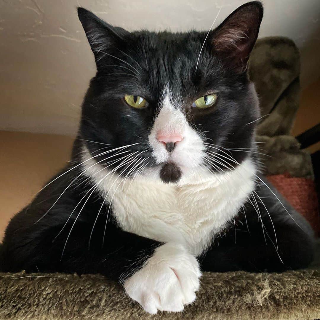 Tuxedo Cat Brosのインスタグラム：「HAPPY BIRTHDAY, BEN! Hard to believe this hunk is 9 years old today. Still peeing in the toilet every day, snoring like a pro, and begging us to turn on the shower so he can play in it. He doesn’t let his chonkiness slow him down. Love this dude. Happy birthday to the king of cats - you’ve always been one of a kind, Ben! (And, never to be forgotten, HBD to Desmond, his littermate over the rainbow bridge... we miss his cuddles and the sweetest meow ever!)」