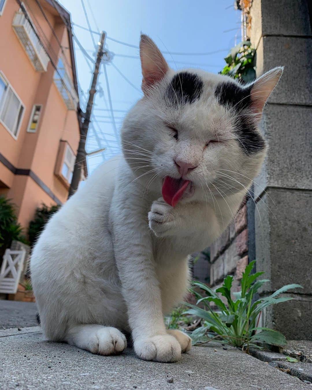 Kachimo Yoshimatsuさんのインスタグラム写真 - (Kachimo YoshimatsuInstagram)「一年前のナナクロ Nanakuro a year ago  Photo:2019.08.25 ごはん食べて満足して植栽でオシッコして、ちゅーる！ #うちの猫ら #nanakuro #一年前のナナクロ #猫 #ねこ #cat #ネコ #catstagram #ネコ部 http://kachimo.exblog.jp」8月25日 18時47分 - kachimo