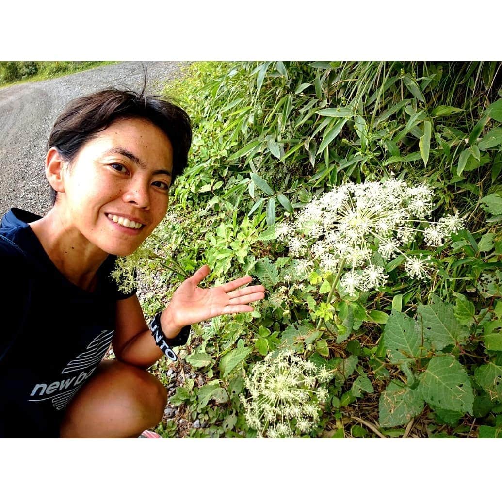 上田藍さんのインスタグラム写真 - (上田藍Instagram)「The flowers are blooming in all their beauty.🌿🌱💚 #nagano🇯🇵 #komoro #takaminekogen  #Flowering🙌 ：：：：：：：：：：：：：：：：：：：：：：：： 長野県小諸市の高峰高原で走り込みをしている林道の脇に育っている草花がとても綺麗です🌿🙌💚🏃🌱  母が特に山野草が好きだということもあり、咲き始めた花を見つける度に 「あっこの花の名前知ってるかな～👀🌱」 「この花火のような花はなんだろう、後で聞いてみよう😊」 と、いつか写真を撮るタイミングができたら母に見せてあげたいな～と気になっていたのですが、  先日、トレーニングOFFの日にお散歩がてら林道へ行ってテレビ電話で《リモート散歩》をして景色を伝えることが出来ました🌿✨  📷️1枚目は、猪独活(シシウド)と言って、線香花火の途中でとても綺麗に火花が弾けているように花開いてました🎇 緑の中に白い花を咲かせているので、林道を走り進めていても目に付くくらい華やかでした。  📷️2枚目も同じ花ですが、蕾がハンモックの中に包まれているみたいで可愛らしかったです💛鳥の翼のような冠もついていて、惹かれました。  📷️3.4.5枚目は、約1km歩き進めただけでも、こんなに沢山の花達と出会えました🙋蝶やトンボもいました。  📷️6.7枚目は、今年はレースシーズンがまだ開幕していないこともあり、お正月に帰京して以来、両親に会う機会がなくなっていたので、テレビ電話でよく「会いたいね～」と話していたのですが、そんな折にニュース番組で《花で帰省しよう》という素敵なキャンペーンを知り、両親の好きそうな花(日保ちして長く愛でられそうなリース)を選んでサプライズプレゼントをしてみました🥰 早速、飾って喜んでくれていて私もhappyな気分になりました❤️  まだまだ暑い日が続くとニュースで報道されているので、健康管理をしっかりしながら、この夏を力強く進んでいきましょう💪✨  #長野県小諸市 #高峰高原 #花盛り🌻 #林道 #花で帰省しよう💐  #リモート散歩 #走るよりも何故か息切れしました(笑) #標高2000ｍ #感謝💗」8月25日 18時57分 - ai_love_tri
