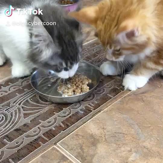 のインスタグラム：「Любители гречки😸😸😸」