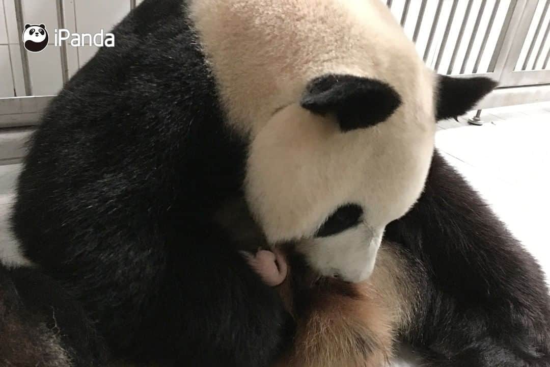 iPandaさんのインスタグラム写真 - (iPandaInstagram)「A Chinese giant panda couple, named Ai Bao and Le Bao, gave birth to a healthy female cub on July 22 local time. The cub weighed 197 grams at birth and measured 16.5 cm. This is the first time that people in South Korea have witnessed the birth of a panda. Currently both the baby and the mother are in good condition. 🐼 🐼 🐼 #Panda #iPanda #Cute #PandaNews #PandaPic #CCRCGP」8月25日 18時56分 - ipandachannel