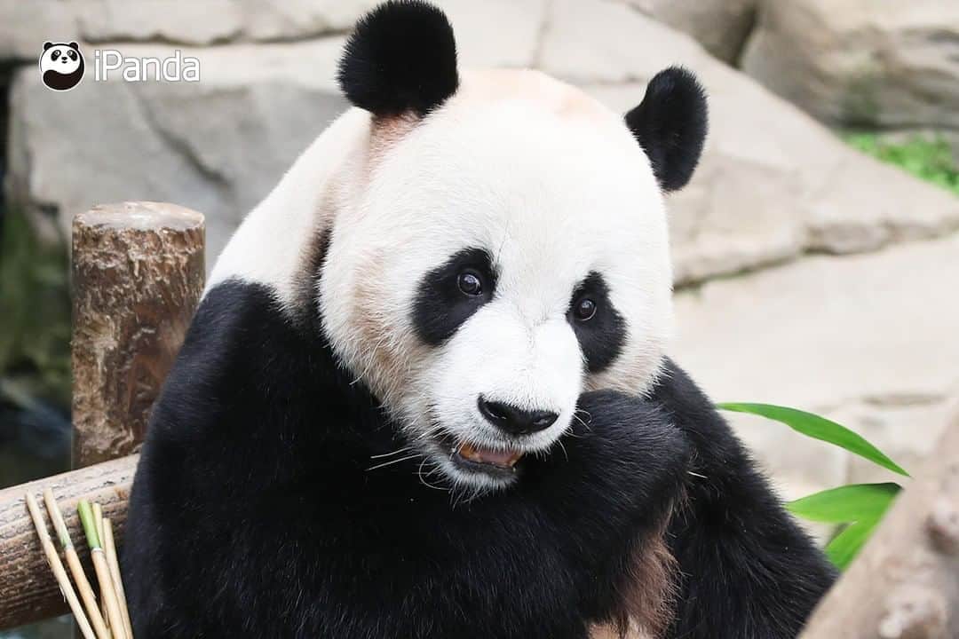 iPandaさんのインスタグラム写真 - (iPandaInstagram)「A Chinese giant panda couple, named Ai Bao and Le Bao, gave birth to a healthy female cub on July 22 local time. The cub weighed 197 grams at birth and measured 16.5 cm. This is the first time that people in South Korea have witnessed the birth of a panda. Currently both the baby and the mother are in good condition. 🐼 🐼 🐼 #Panda #iPanda #Cute #PandaNews #PandaPic #CCRCGP」8月25日 18時56分 - ipandachannel