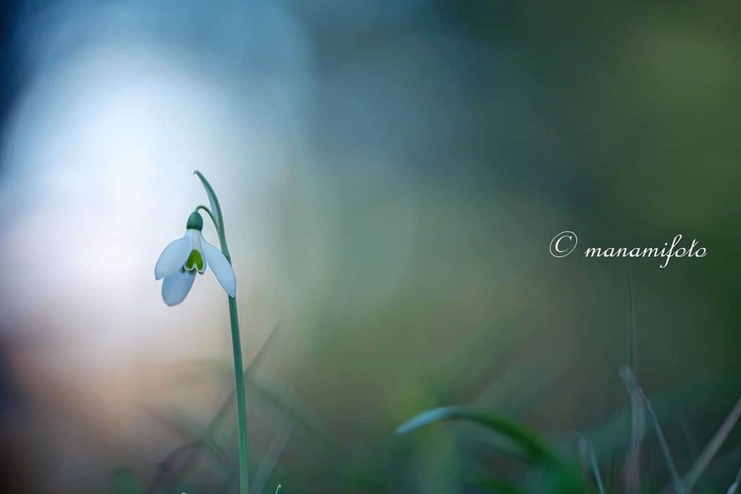 花の写真館のインスタグラム：「Photo by Manami Sano.⠀ .⠀ Original Post[投稿いただいたURL]⠀ https://www.facebook.com/photo.php?fbid=2648285718587464⠀ .⠀ 本アカウントは、 #私の花の写真 をつけてInstagramに投稿された皆さまの花の写真や、「花の写真館」Facebookページで投稿された花の写真を紹介します。⠀ 「花の写真館」Facebookページは、「 @floral.photograph 」のプロフィールにあるURLからご覧ください。⠀ .⠀ ※各自、政府、自治体など公的機関の指示に従った行動をお願いします。⠀⠀ 東京カメラ部および分室では、写真を「見る楽しみ」を提供することを通して、微力ながら皆様にわずかな時間でも癒しをお届けしたいと思っております。⠀ ※本アカウントは東京カメラ部がFacebook、Instagramのサービスを利用して運営しているもので、Facebook社・Instagramとは一切関係ありません。⠀ .⠀ #花の写真館 #floralphotograph #floralphoto #flower #flowers⠀ Follow: @floral.photograph」