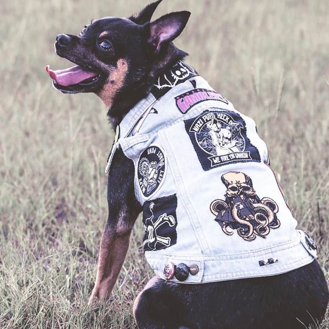 Zebraheadさんのインスタグラム写真 - (ZebraheadInstagram)「This pup knows what's up!! Rocking our patch amongst good company!  #Zebrahead  #wholetthedogsout #punkdog #dogpatch   #Repost @theegoodestboi ・・・ @faithkbphotography took some fun pics of me (and my gross "sister") a few days ago...sooo expect some kewt ones to be shared! #puppunk #dogsofinsta #doggo #austindogs #dogs」8月26日 5時23分 - zebraheadofficial