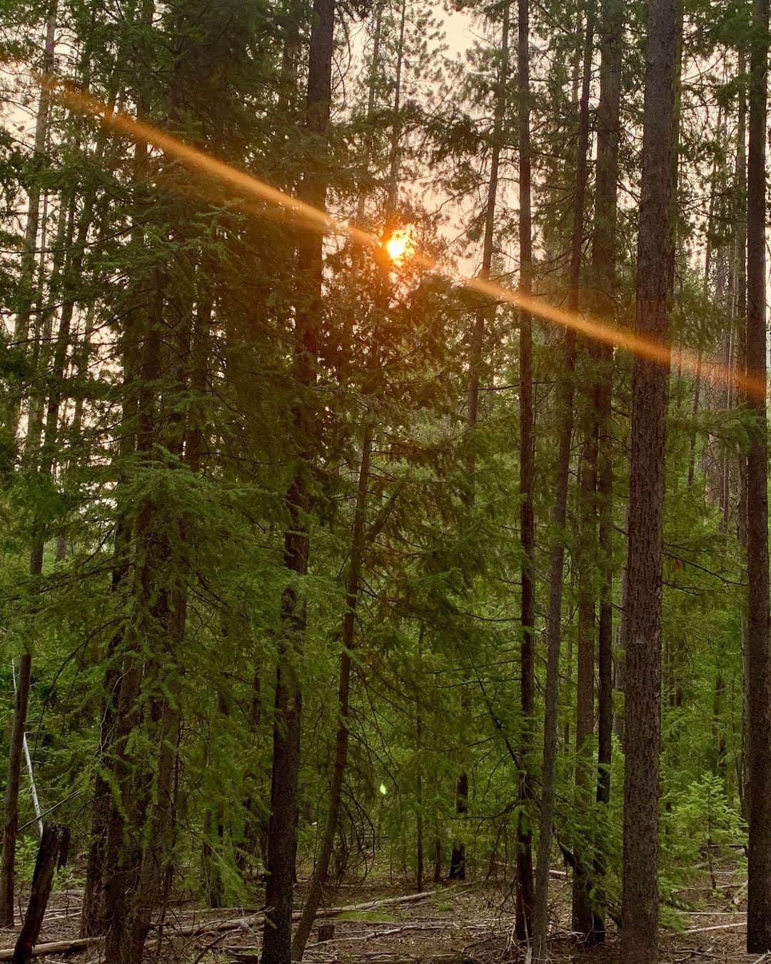 ラングリー・フォックスさんのインスタグラム写真 - (ラングリー・フォックスInstagram)「My heart 🌲」8月26日 5時35分 - langleyfox