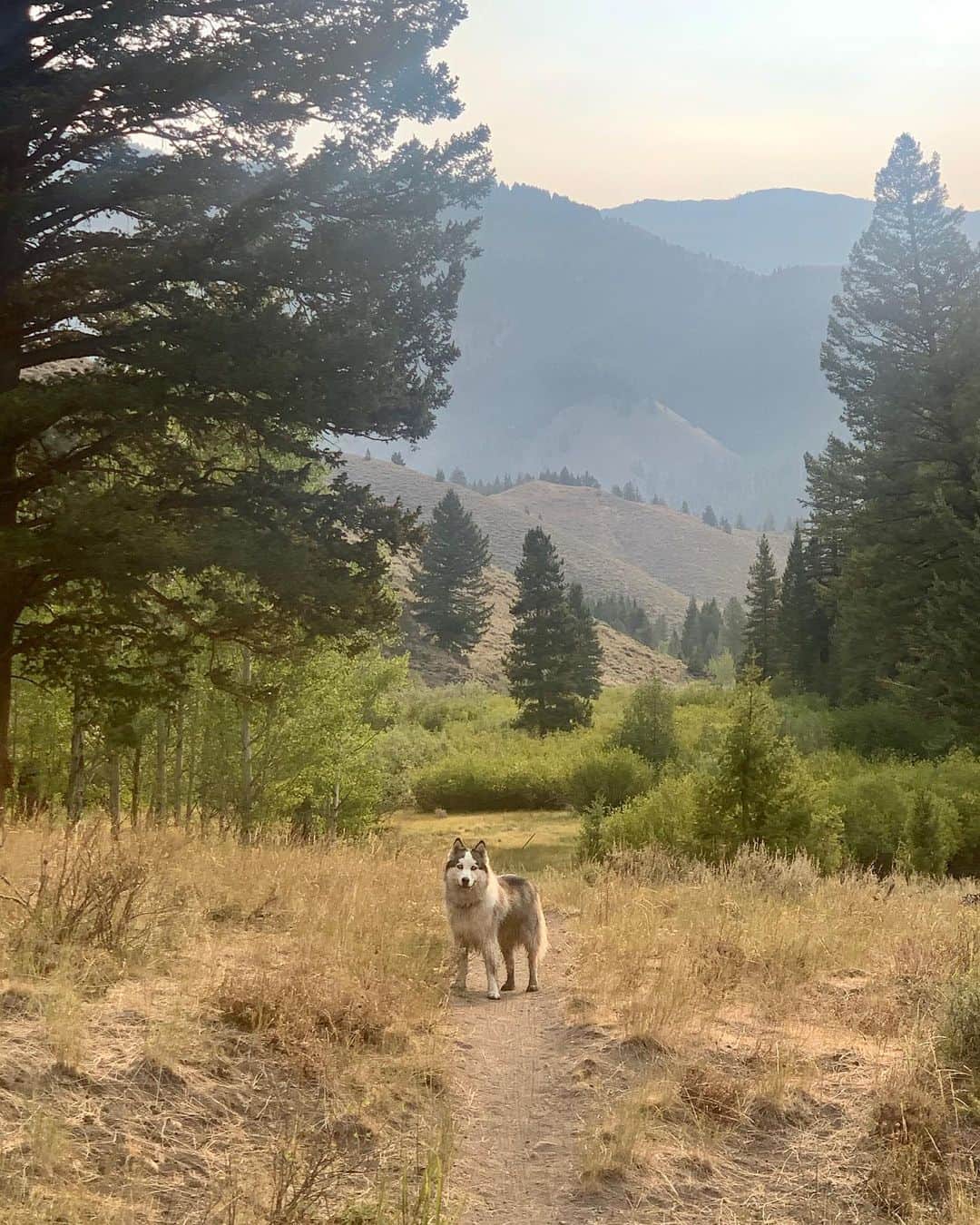 ラングリー・フォックスのインスタグラム：「My heart 🌲」