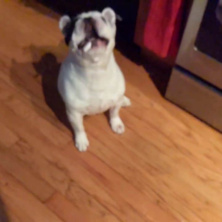 Manny The Frenchieのインスタグラム：「A little treat tossing action! Mom thinks I'm not good at catching snacks...but little does she know I miss on purpose to get more because I love them! 😂🍗 @halopets」