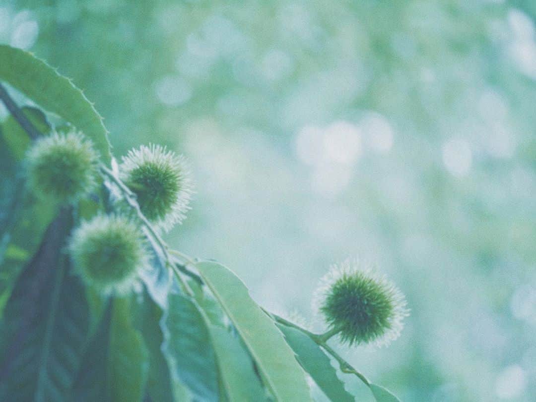 naorinmoonさんのインスタグラム写真 - (naorinmoonInstagram)「✺﻿ ﻿ ﻿ ﻿ ﻿ ﻿ ﻿ ﻿ ﻿ #栗﻿ #ig_hokkaido #instagramjapan #ig_japan_ #indies_gram #ifyouleave #as_archive #still_life_nature #vscocam #still_life_mood #reco_ig #nature_brilliance #tv_flowers #ig_eternity #moody_nature #dof_brilliance #heart_imprint #bokeh_bliss #infinity_softly #thehub_macro #helios44 #helios44_love」8月26日 6時26分 - naorinmoon