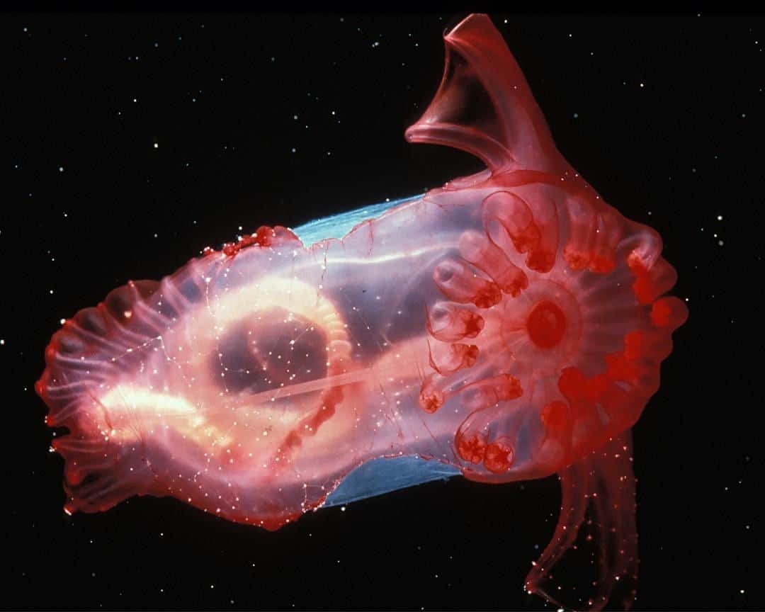 TED Talksのインスタグラム：「Does this jellyfish look like a space alien to you? Or maybe even a monster from a sci-fi thriller? It's only fitting that it lives in a part of the ocean known as the "twilight zone". Located 650 - 3,000 feet beneath the surface, this rarely explored region gets almost no sunlight and hovers around a frigid 40°F. Creatures like these are some of earth's ultimate survivors. See 6 other unreal-looking residents of this real-life twilight zone — and learn about their surprisingly critical function for our planet — at the link in our bio.」