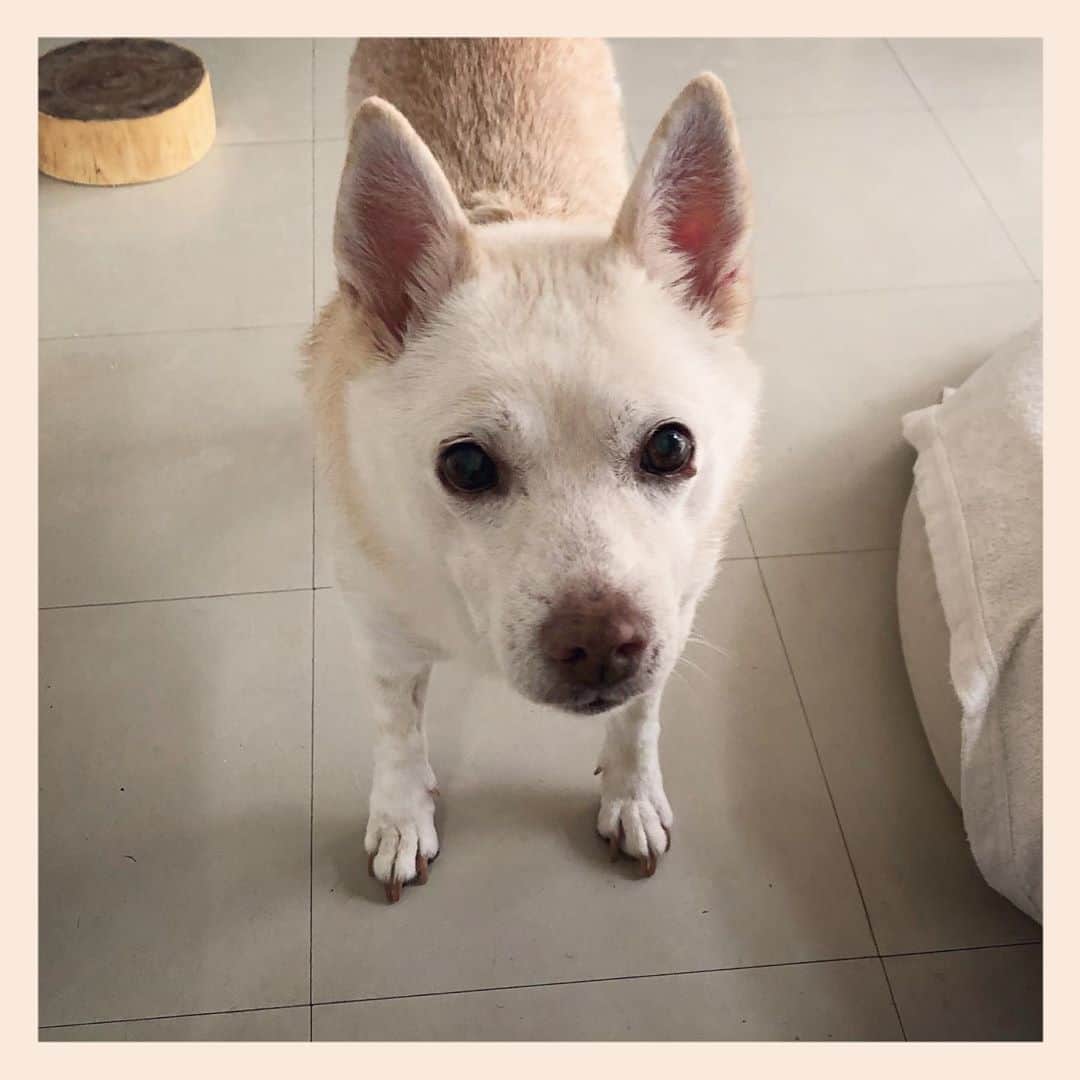 パンといっぴきのインスタグラム：「#元保護犬 #雑種犬 #crossbreed #mixdog #キップル14歳」