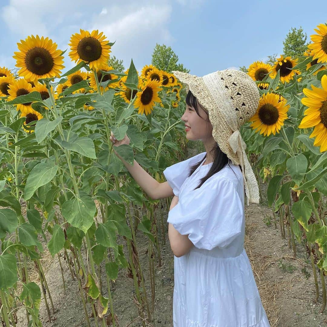 新澤菜央さんのインスタグラム写真 - (新澤菜央Instagram)「🌻🌻🌻  去年の生誕祭でひまわりの花束頂いてから  さらにひまわりが大好きになった☺︎  メールで待ち受けになりそうな画像送ったよ〜  #ひまわり畑」8月25日 21時45分 - _shinshin_48