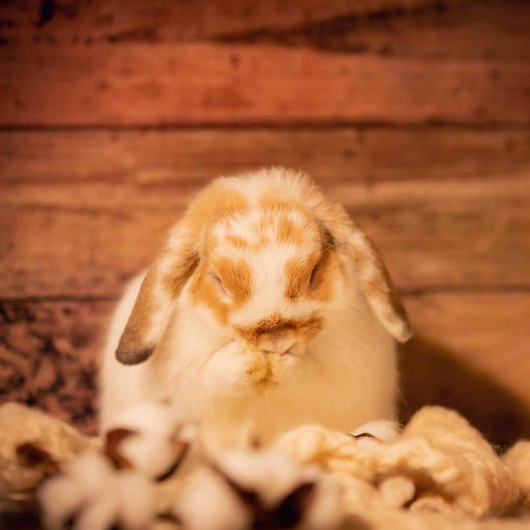 のインスタグラム：「あったかいんだからぁ〜♪ 的な写真😂  こんな猛暑日にウォーム系の写真ですみませんw これはまたまたオフショットですが、着々とカレンダー用の写真撮影がすすんでいます✨ あと2カット撮影したらカレンダー制作にすすみ、名古屋のうさぎしんぼる展開催頃の発売を目標にしています😊 ぷーまーみーwithりんりん♡充実したカレンダーになりそう✨ ＊ ＊ ＊ #うさぎ #rabbit #bunny #ふわもこ部  #WeeklyFluff #igersjp  #tokyocameraclub #東京カメラ部  #神戸カメラ部  #bunnystagram  #うさぎ部 #ホーランドロップ #hollandlop  #ファインダー越しの私の世界 #art_of_japan #写真撮ってる人と繋がりたい」