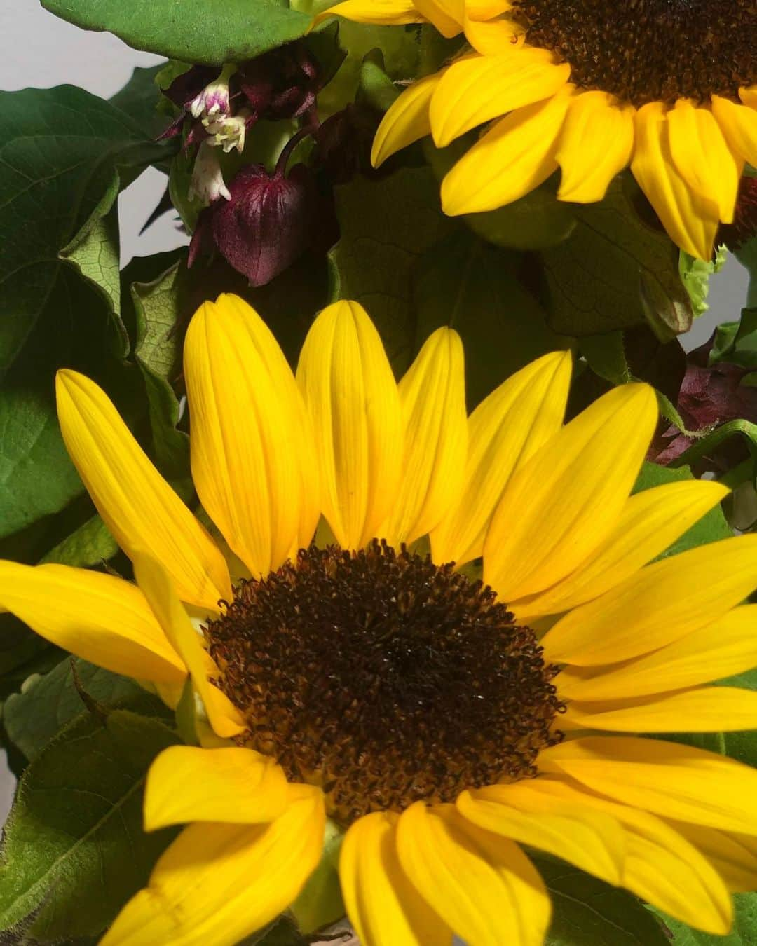 梶愛海さんのインスタグラム写真 - (梶愛海Instagram)「Summer is almost over but the sunflowers in my room are in their full glory✨  夏が終わりかけていますが私の部屋にはひまわりが咲き誇っています🌻✨ #sunflowers #instagood #likeforlikes #instadaily」8月25日 21時58分 - aimikajioffi