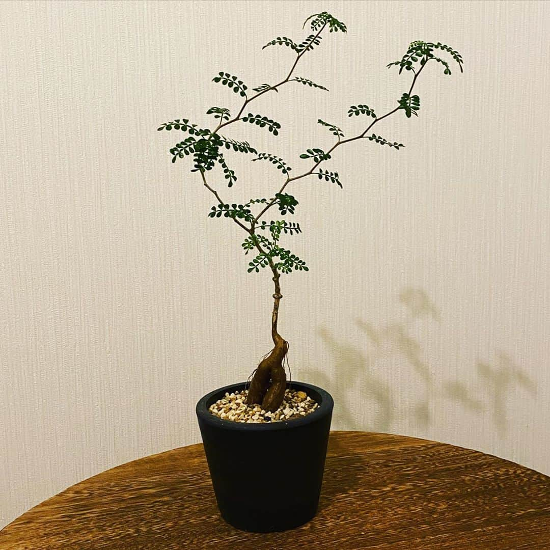 赤頭隆児さんのインスタグラム写真 - (赤頭隆児Instagram)「気長に育てます🌱 #パキプス  #Operculicaryapachypus」8月25日 21時59分 - akagashiraryuji