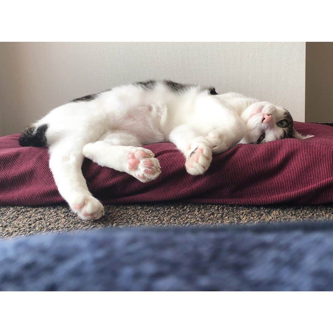 赤間紫動のインスタグラム：「#choco #🐾 #🐈 #🤤」